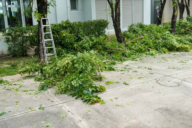 How Our Tree Care Process Works  in  Schiller Park, IL